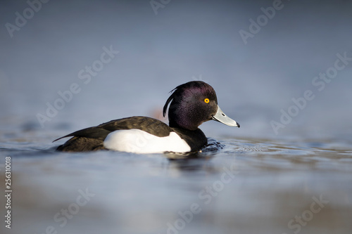 UK, Scotland, swimming tufted duck