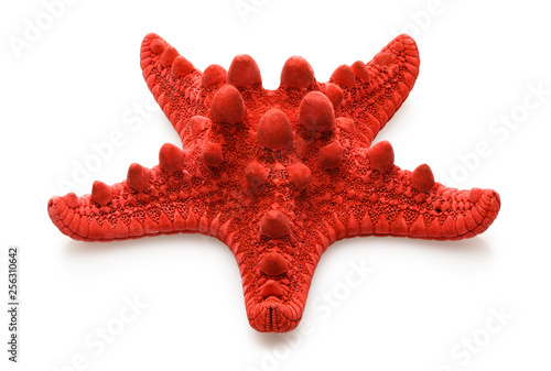 Red sea star  isolated on white background