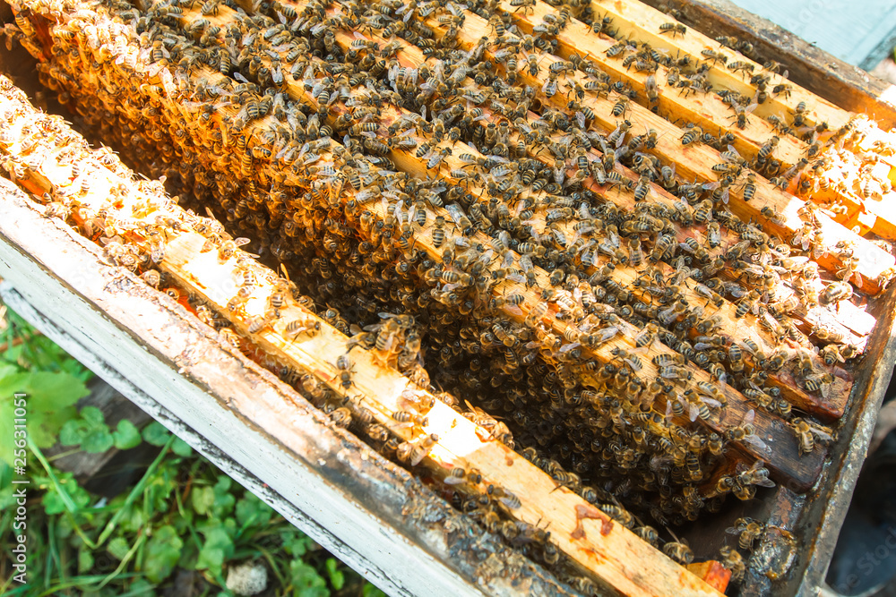 An apiary in the orchard. Hives among the trees. An apiary in the orchard. Hives among the trees.