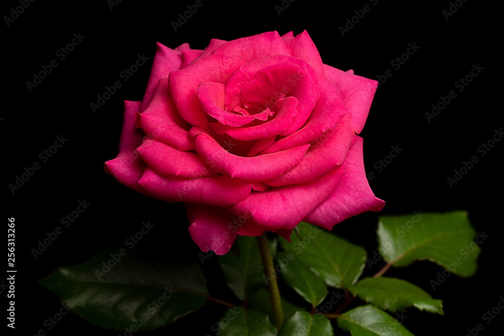 Fototapeta premium Single Pink Rose Flower isolated on Black Background