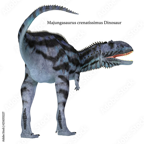 Majungasaurus Dinosaur Tail with Font -Majungasaurus was a carnivorous theropod dinosaur that lived in Madagascar during the Cretaceous Period. 