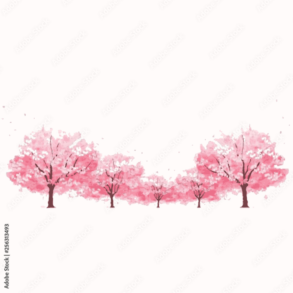 Sakura tree in bloom. Cherry blossom Sakura tree in bloom. Cherry blossom