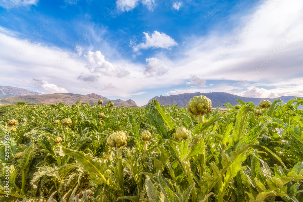Spain, Andalucia, Zaffaraya valley, field of Globe Artichoke Spain, Andalucia, Zaffaraya valley, field of Globe Artichoke