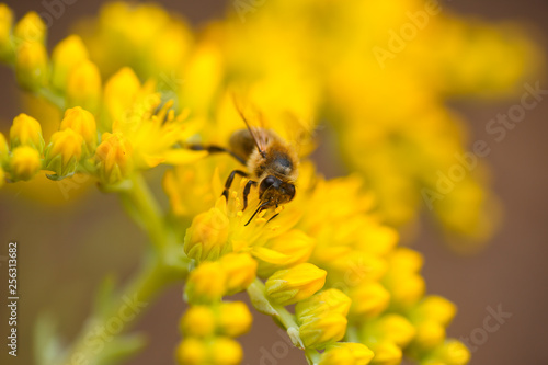 honeybee collects nectar and pollen from yellow flowers Sedum acre, goldmoss, mossy or biting stonecrop, goldmoss sedum, stonecrop and wallpepper growing in a flowerbed in the garden. © Maryna