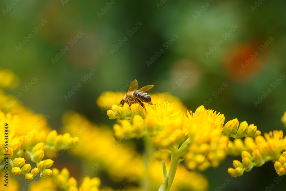 honeybee collects nectar and pollen from yellow flowers Sedum acre, goldmoss, mossy or biting stonecrop, goldmoss sedum, stonecrop and wallpepper growing in a flowerbed in the garden. honeybee collects nectar and pollen from yellow flowers Sedum acre, goldmoss, mossy or biting stonecrop, goldmoss sedum, stonecrop and wallpepper growing in a flowerbed in the garden.
