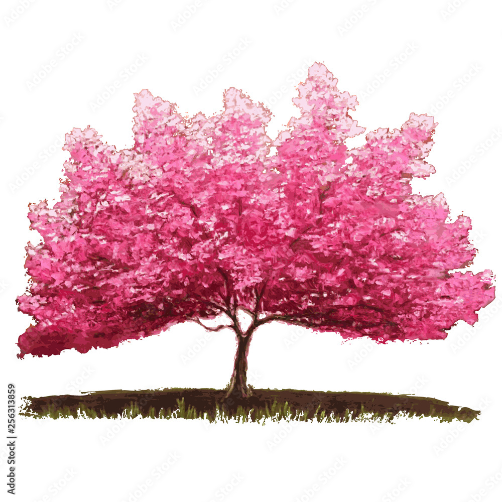 Fototapeta premium Sakura tree in bloom. Cherry blossom