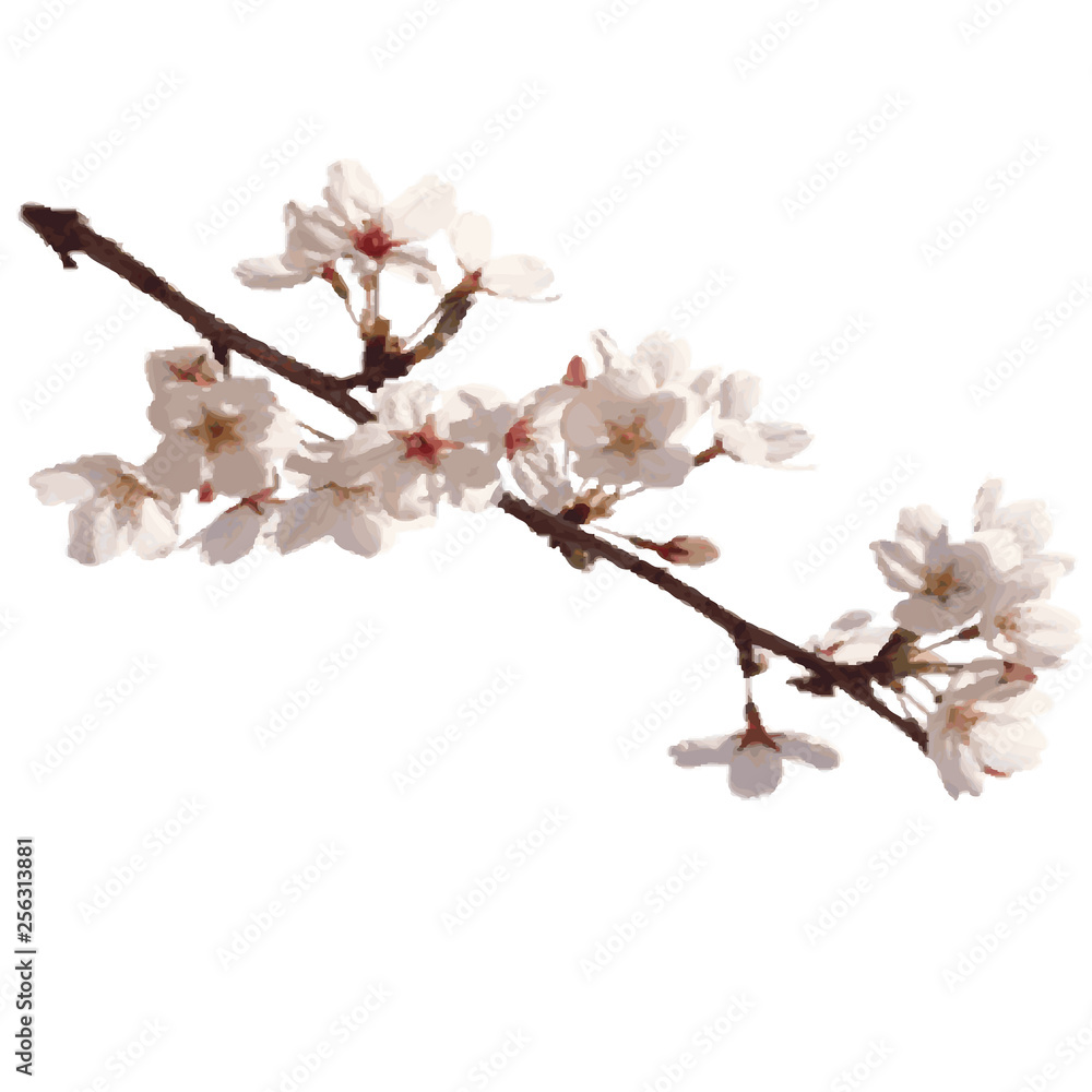 Sakura flower on branch in bloom. Cherry blossom Sakura flower on branch in bloom. Cherry blossom