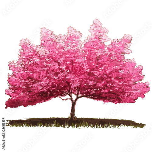Sakura tree in bloom. Cherry blossom