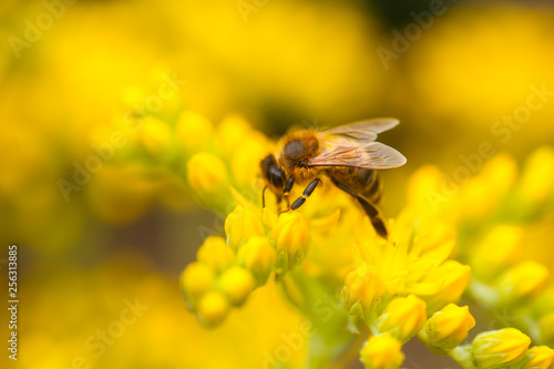 honeybee collects nectar and pollen from yellow flowers Sedum acre, goldmoss, mossy or biting stonecrop, goldmoss sedum, stonecrop and wallpepper growing in a flowerbed in the garden.