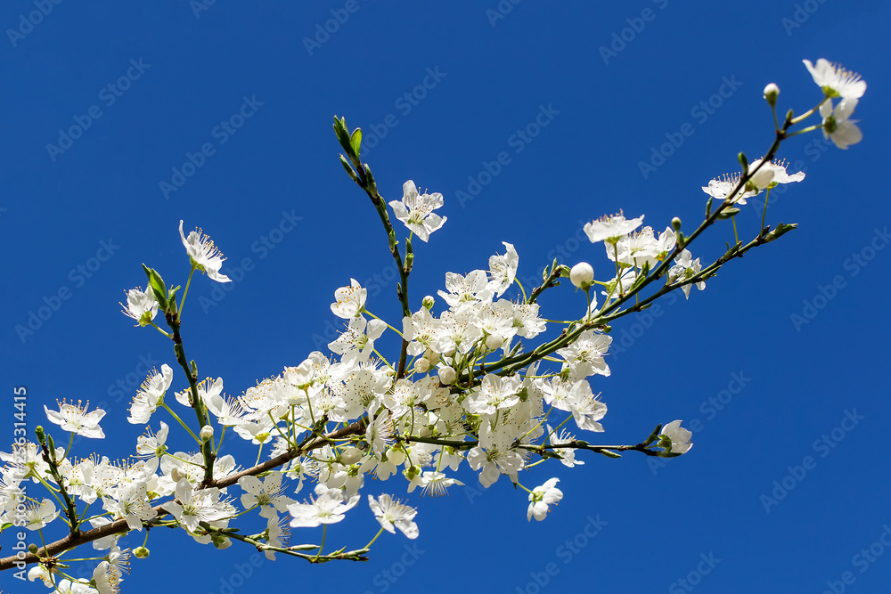 Blooming cherry or plum in early spring. Close-up of white fragile flowers on a cherry tree branch against a blue sky with copy space. Blooming cherry or plum in early spring. Close-up of white fragile flowers on a cherry tree branch against a blue sky with copy space.