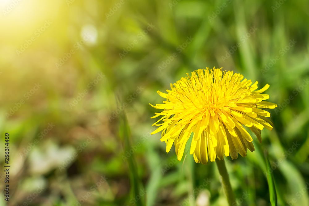 Close-up of a yellow dandelion flower on a blurred background of green grass on a sunny spring day. Blooming meadow flowers in early spring.