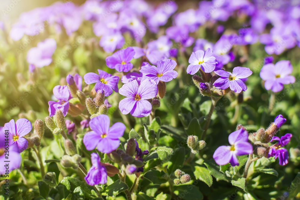 Close-up of blossoming rock cress or Aubrieta in outdoor flowerbed on a sunny spring day. Aubrieta is a creeping perennial evergreen herb.