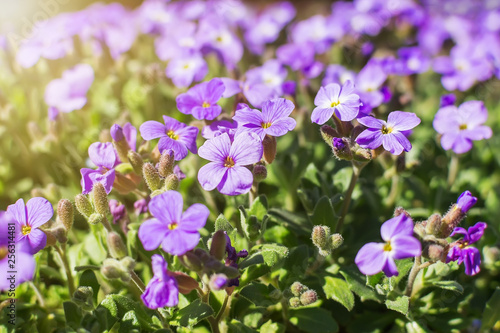 Close-up of blossoming rock cress or Aubrieta in outdoor flowerbed on a sunny spring day. Aubrieta is a creeping perennial evergreen herb.