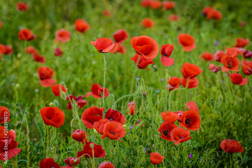 field of red poppies © Ognyan