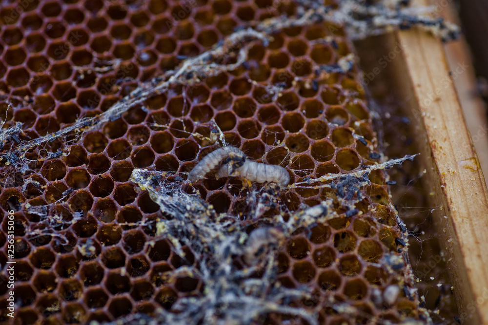 Wax moth larvae on an infected bee nest. cover of the hive is infected