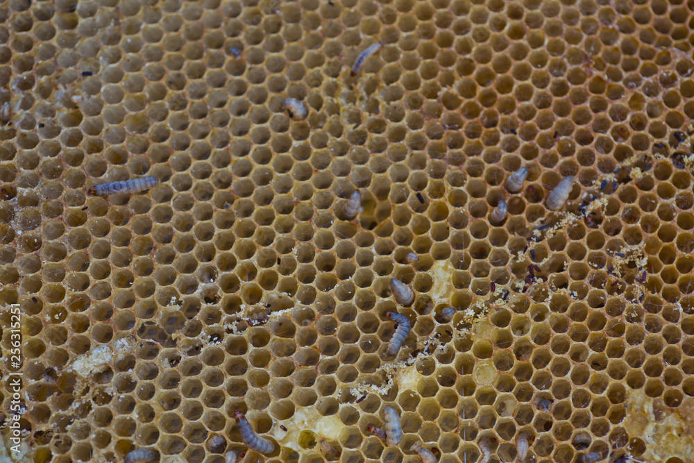 Wax moth larvae on an infected bee nest. cover of the hive is infected with a wax moth. family of bees is sick with a wax moth. Wax moth larvae on an infected bee nest. cover of the hive is infected with a wax moth. family of bees is sick with a wax moth.