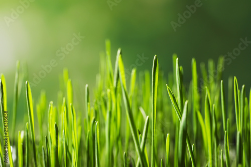 Green wheat grass on blurred background, closeup