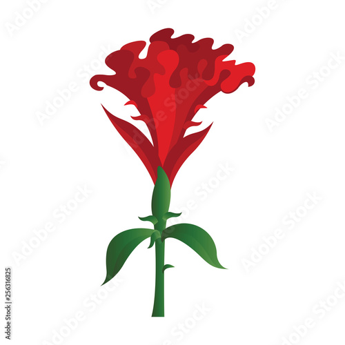 Vector illustration of red cockscomb flower on white background.