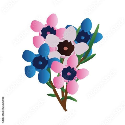Vector illustration of pink and blue  waxflowers with green leafs on a branch white background.
