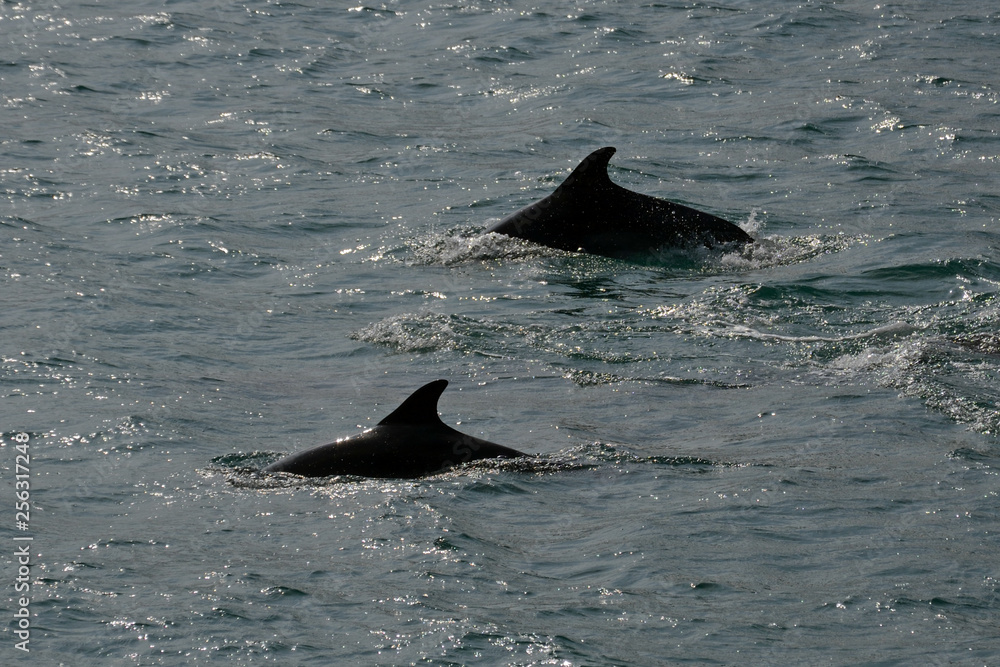Fototapeta premium Harbour porpoises, Istanbul, Turkey