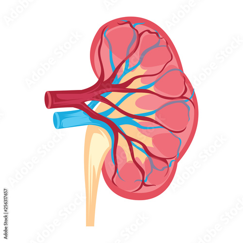Anatomy design of human kidney vector illustration on white background.