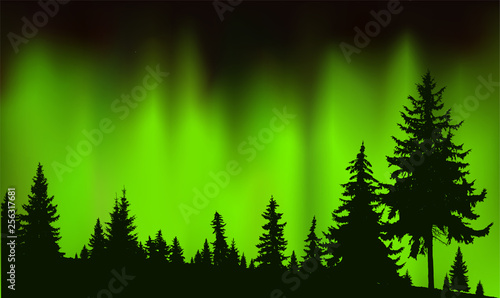 Foto Silhouette of coniferous trees on the background of green sky