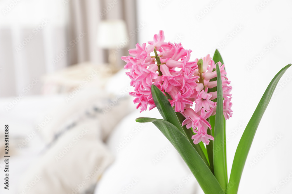 Beautiful hyacinth on blurred background, space for text. Spring flower Beautiful hyacinth on blurred background, space for text. Spring flower