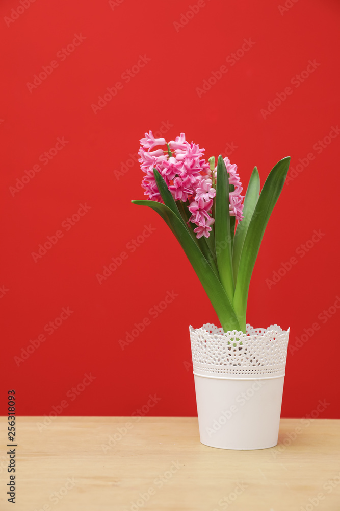 Beautiful hyacinth in pot on table against color background. Spring flower