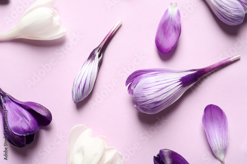 Flat lay composition with spring crocus flowers on color background