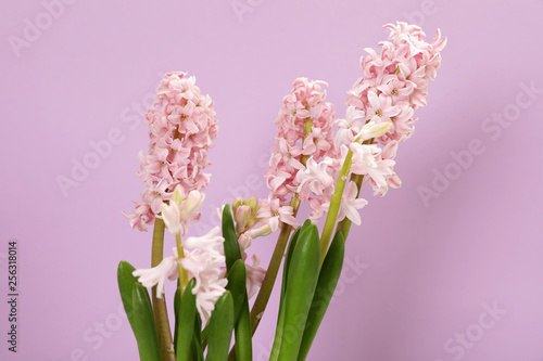 Beautiful spring hyacinth flowers on color background