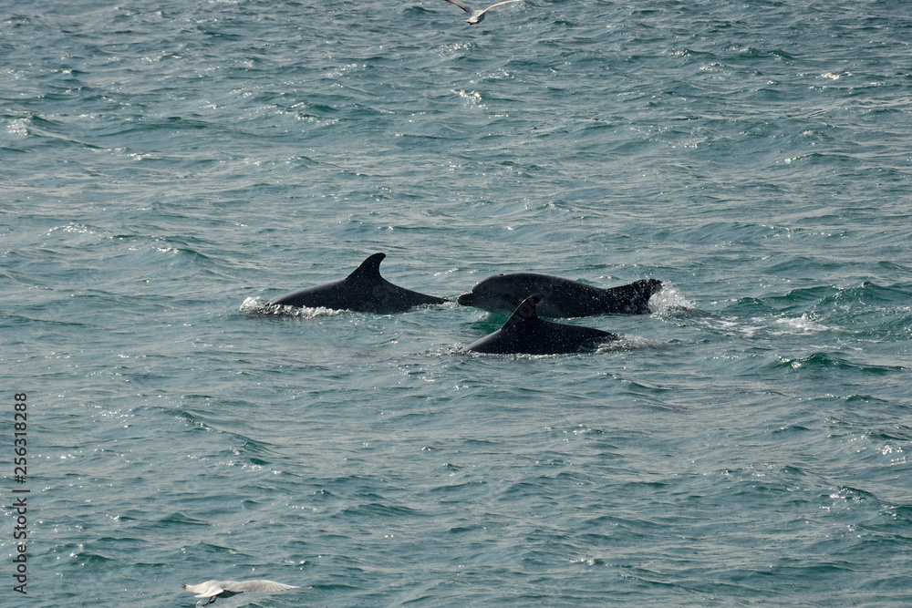 Harbour porpoises, Istanbul, Turkey