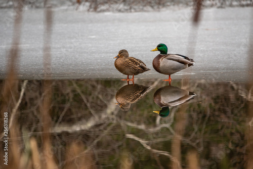 Duck Reflections