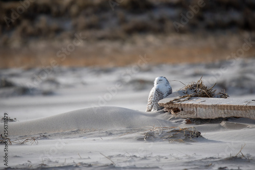 Snowy Owl at Rest