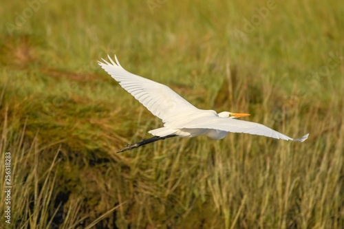 Great Egret in Flight