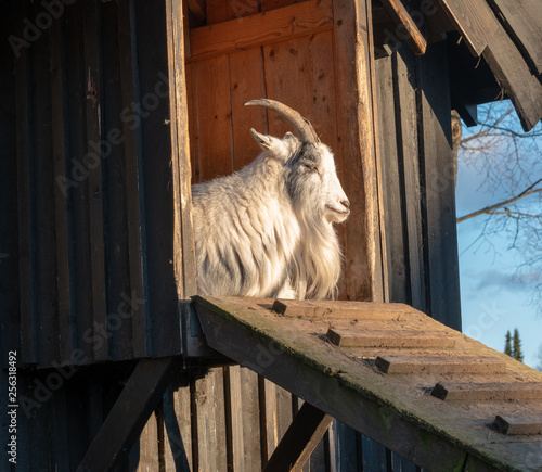 Koza goat geit