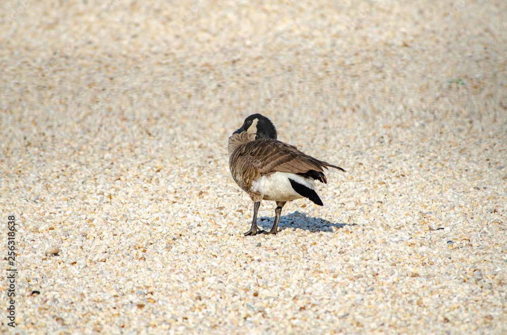 canada goose on pea gravel Stock Photo Adobe Stock