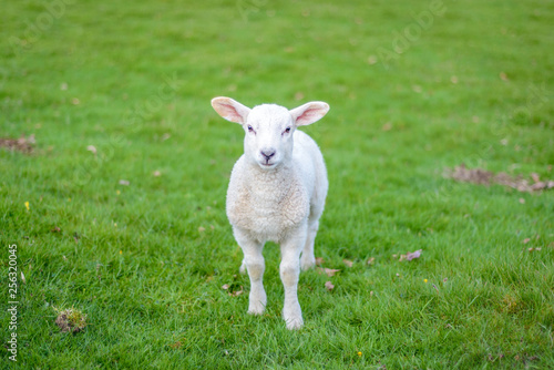 lamb on a meadow