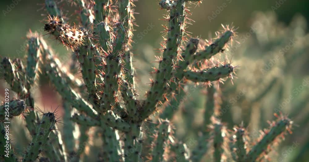 Close up of a cactus in the Superstition Wilderness near Phoenix, Arizona. Close up of a cactus in the Superstition Wilderness near Phoenix, Arizona.