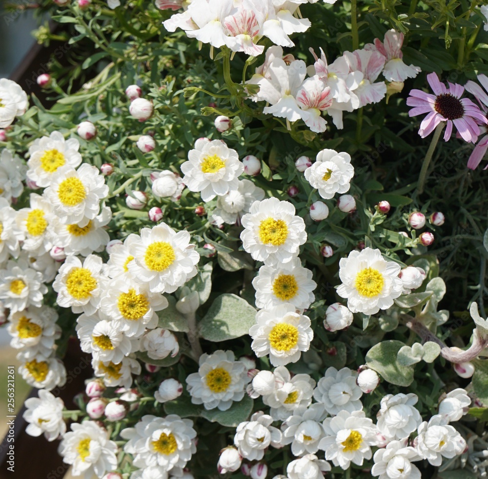 Fototapeta premium 春の花壇