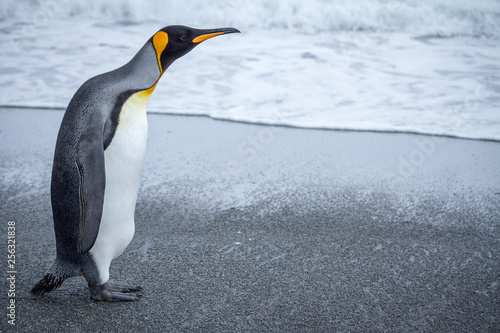 King Penguin standing on a sandy beach with neck outstretched
