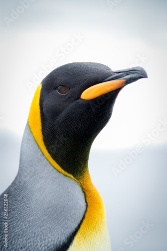 King Penguin Portrait looking at camera