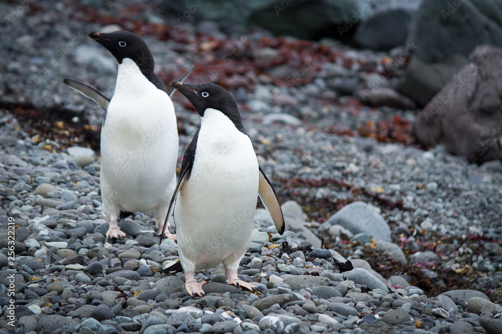 Naklejka premium Pair of comical Adelie Penguins on a rocky beach