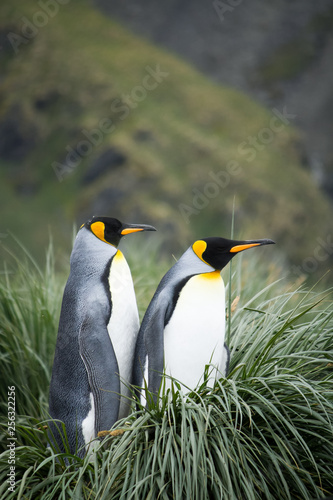 Pair of King Penguins nesting in long grass