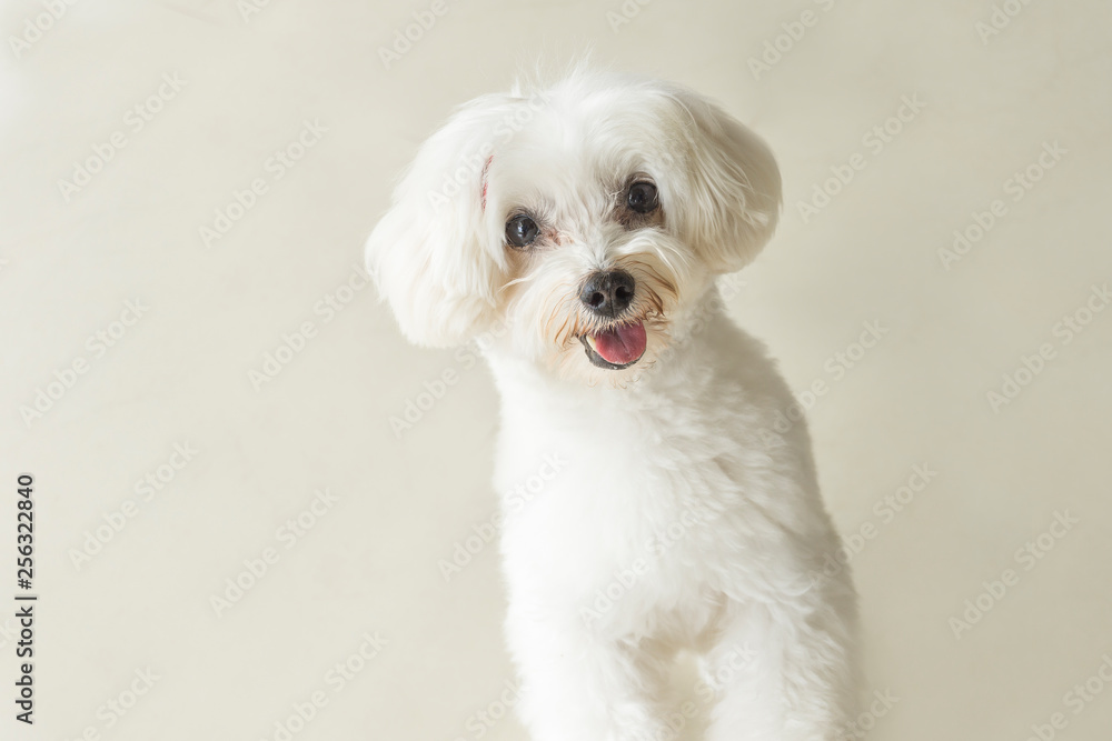 Affectionate look of white poodle in close up Affectionate look of white poodle in close up