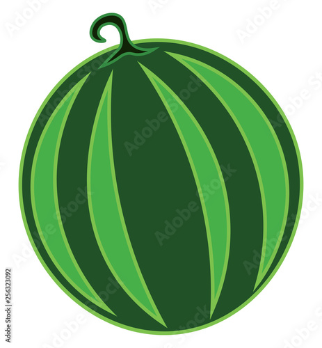 A round watermelon vector or color illustration