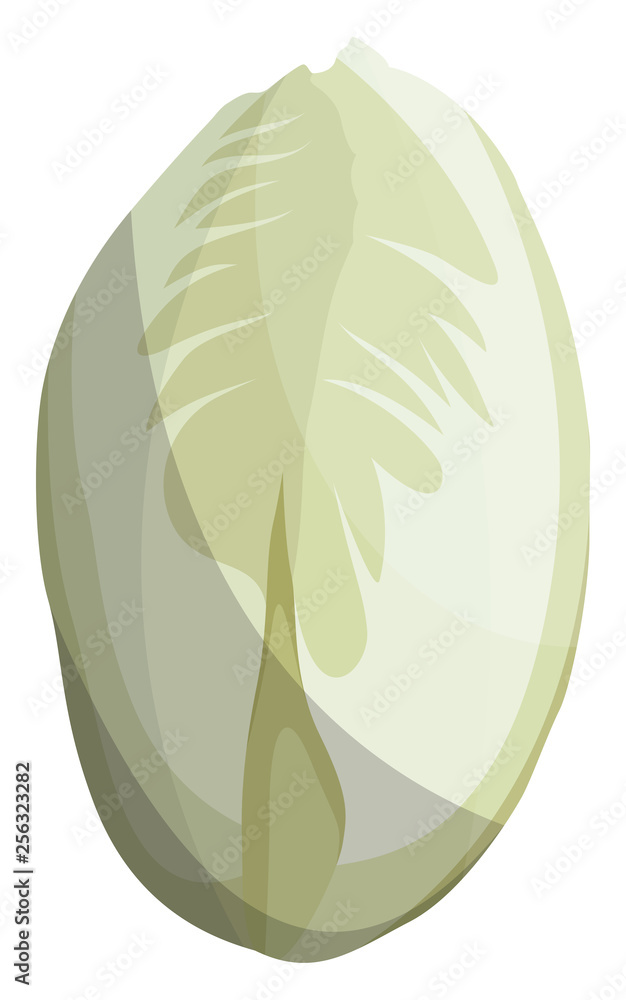 Ταπετσαρία White witloof vector illustration of vegetables on white background