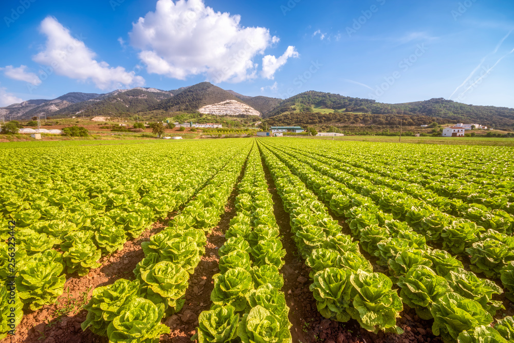 Spain, Andalucia, Zaffaraya valley, field of Lettuce Spain, Andalucia, Zaffaraya valley, field of Lettuce