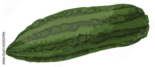 Green bitter melonvector illustration of vegetables on white background.