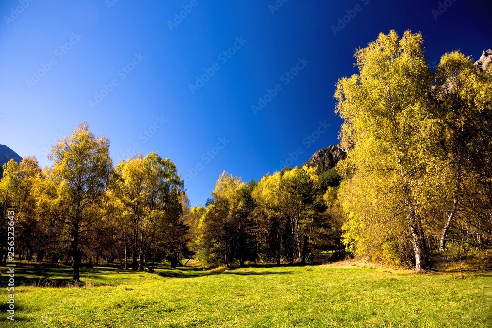 Naklejka premium Autumn landscape, yellow trees in the wood