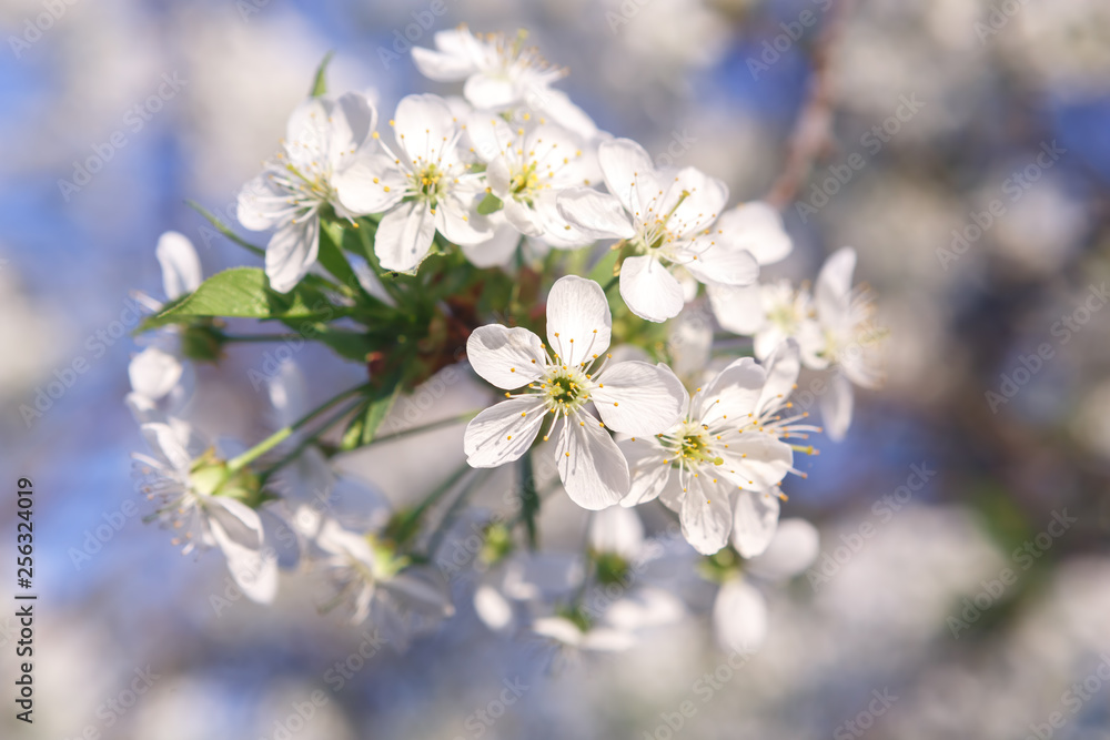 Blooming Apple trees in spring